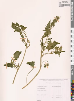 MAG 0009801