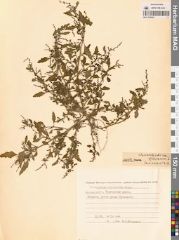 MAG 0009805