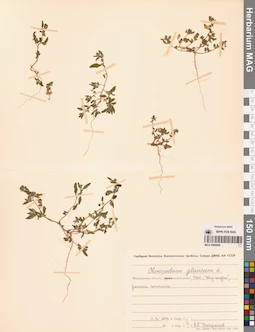MAG 0009806