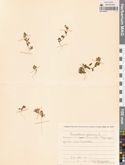 MAG 0009807