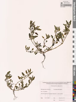 MAG 0009808