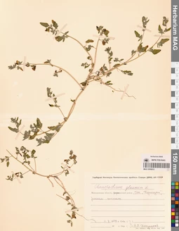 MAG 0009810