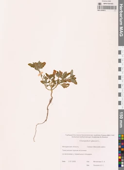 MAG 0009812