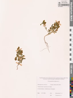 MAG 0009813