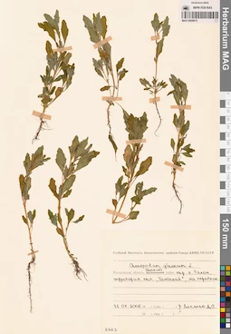 MAG 0009815