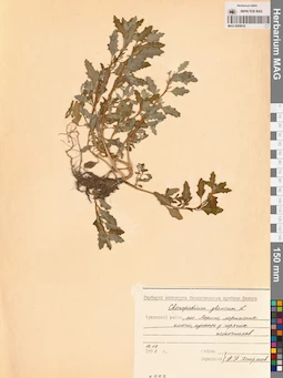 MAG 0009816
