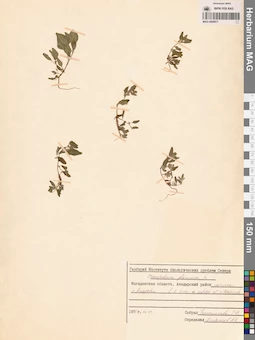MAG 0009817