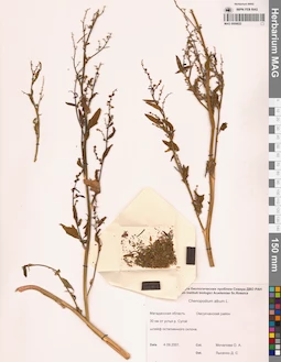 MAG 0009822