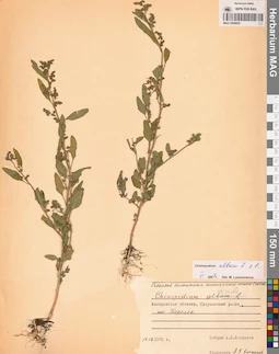 MAG 0009825