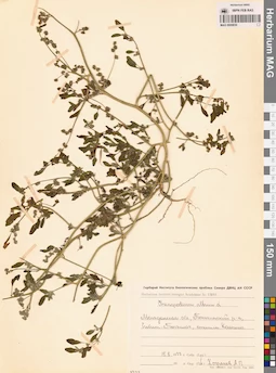 MAG 0009830