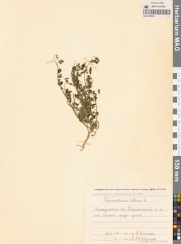 MAG 0009833