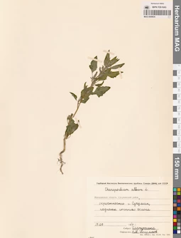 MAG 0009834