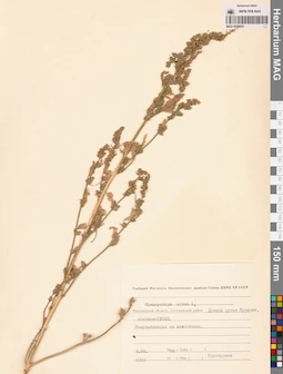 MAG 0009835