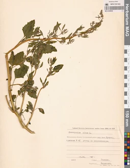 MAG 0009836