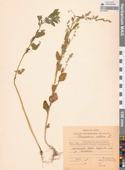 MAG 0009842