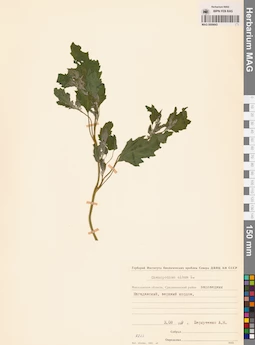 MAG 0009843