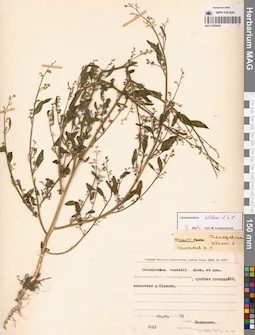 MAG 0009848