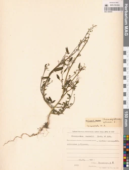 MAG 0009849