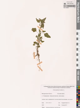 MAG 0009850