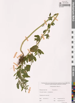 MAG 0009851