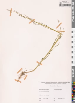 MAG 0009852