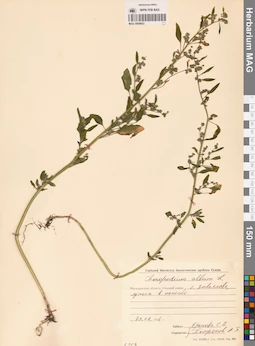 MAG 0009853