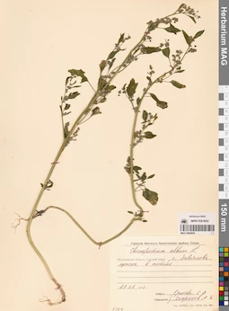 MAG 0009854