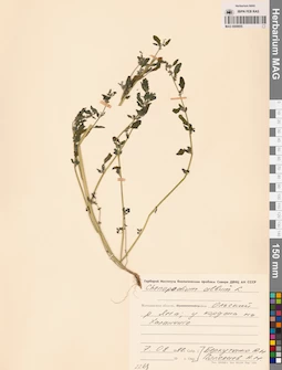 MAG 0009855