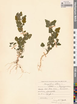 MAG 0009856