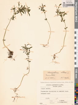 MAG 0009857