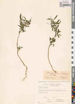 MAG 0009858