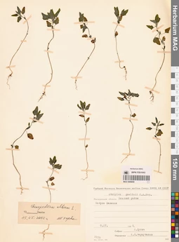 MAG 0009859