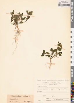 MAG 0009860