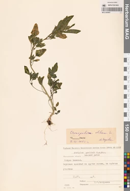 MAG 0009861