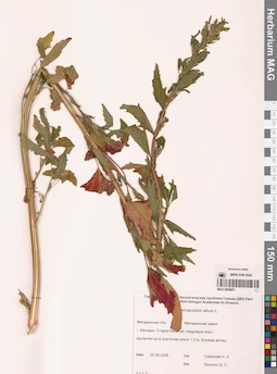 MAG 0009867