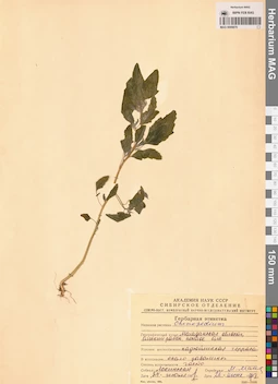 MAG 0009870