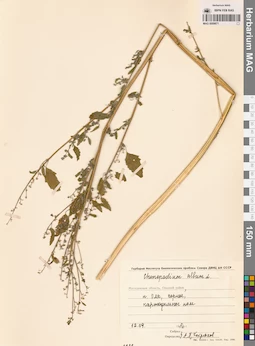 MAG 0009871
