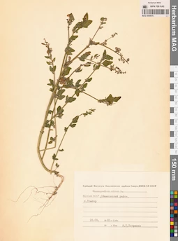 MAG 0009876