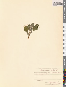 MAG 0009877