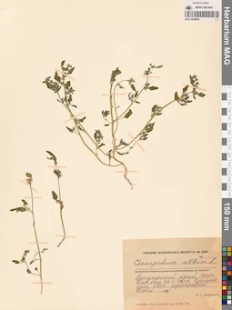 MAG 0009880