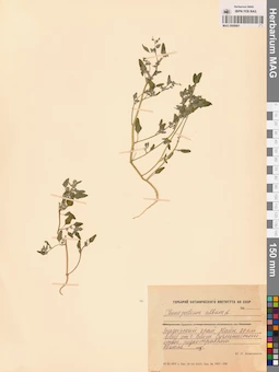 MAG 0009961