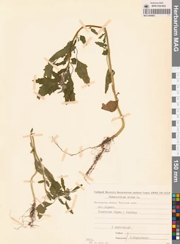 MAG 0009963