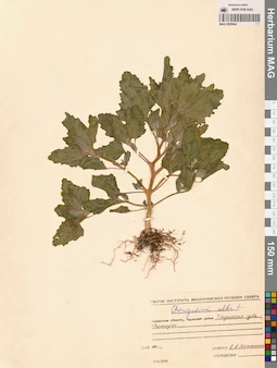 MAG 0009964