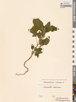 MAG 0009965