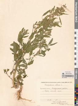 MAG 0009966
