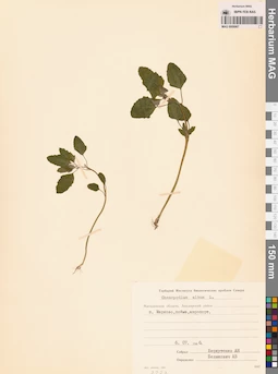 MAG 0009967