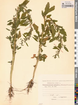 MAG 0009970