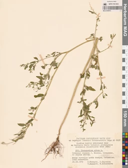 MAG 0009972