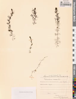 MAG 0002619