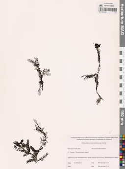 MAG 0002649